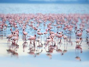 Kenya facts: discover this amazing African country!
