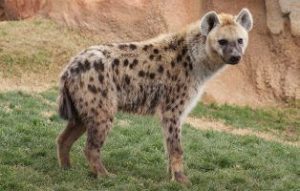 Spotted Hyena Facts!