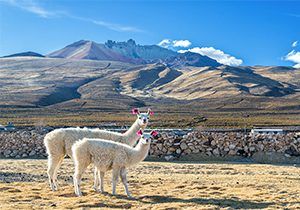 Bolivia facts: discover this incredible country!