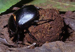 Dung beetle facts!