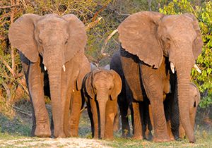10 unforgettable elephant facts!