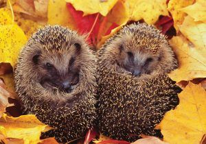 10 fascinating facts about hibernation
